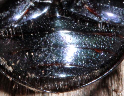 Réf. 334 249 : Geotrupes spiniger